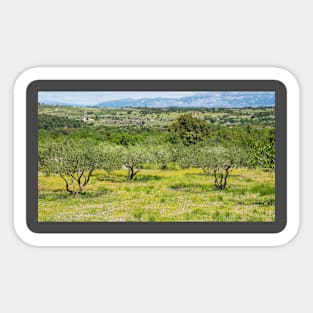 Olive Trees and Wild Flowers on Brac, Croatia Sticker